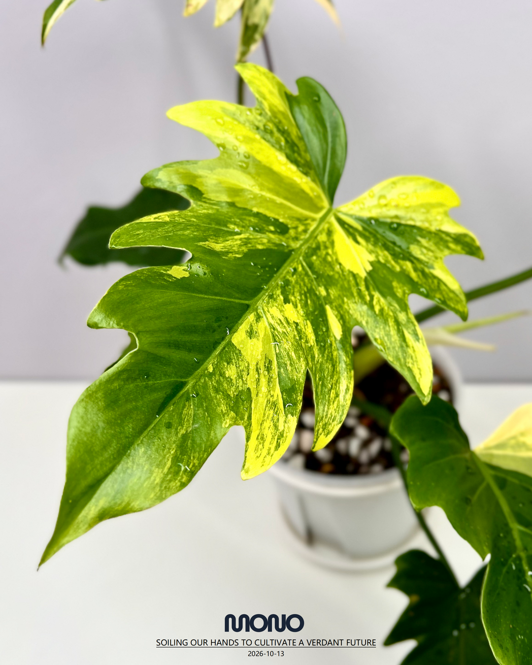 Philodendron 'Radiatum' Aurea Var.【黄锦辐射蔓绿绒】[PHRAAU]