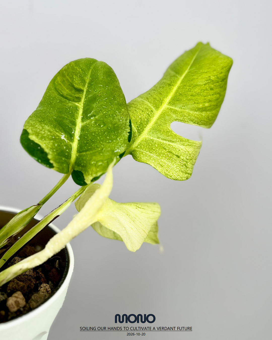 Monstera Deliciosa 'White Lave'【白熔岩】[MDWHLA]