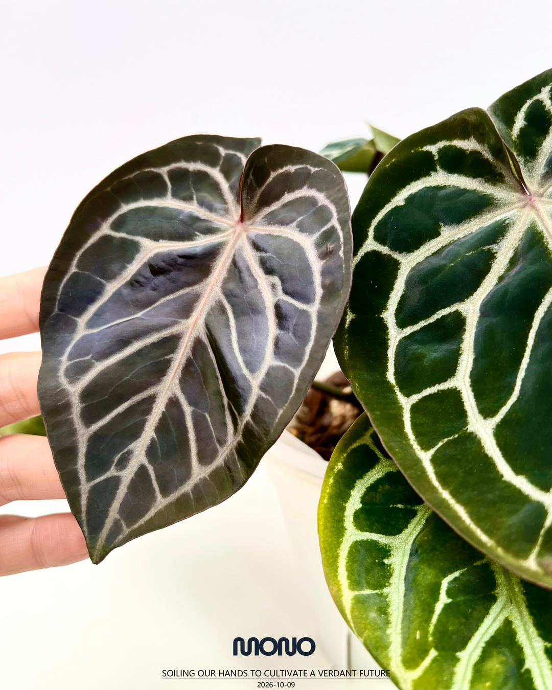 [PlantX]【植物未来·华娟紫水晶】Anthurium 'Huajuan' Red Crystallinum