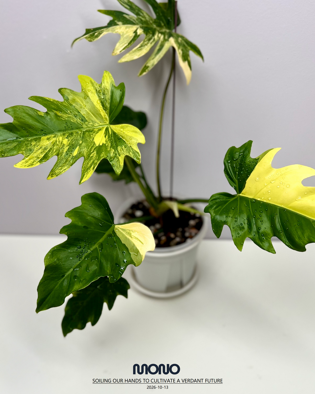 Philodendron 'Radiatum' Aurea Var.【黄锦辐射蔓绿绒】[PHRAAU]