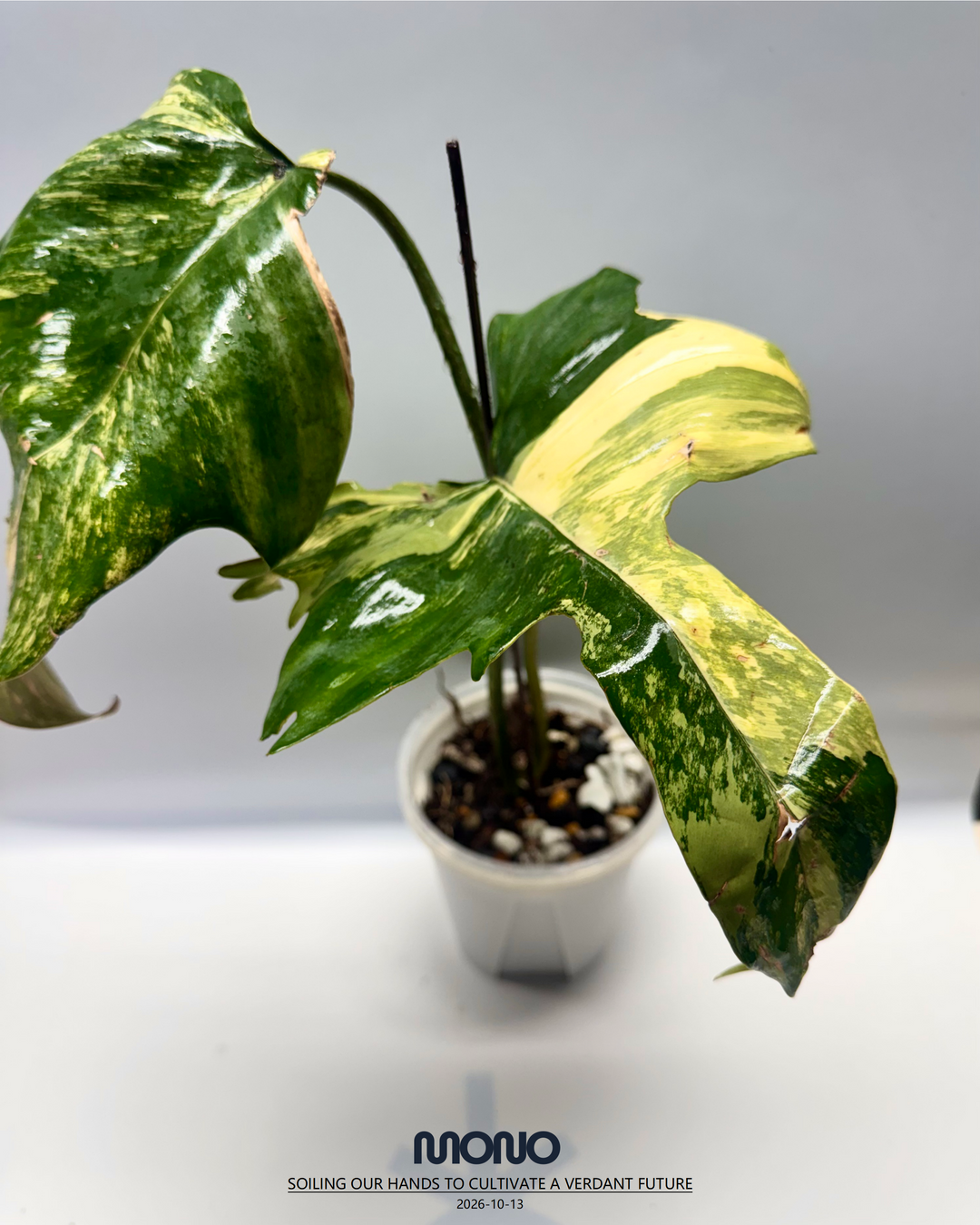 Philodendron 'Florida Beauty x Mayoi'【美人羽裂蔓绿绒】[PHFBMA]