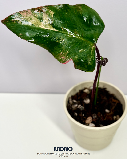 Philodendron 'Strawberry Shake'【草莓奶昔】[PHSTSH]