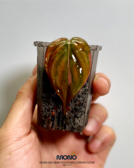 Philodendron 'Micans' True Pink Var.【纯粉云母锦】[PHMITP]