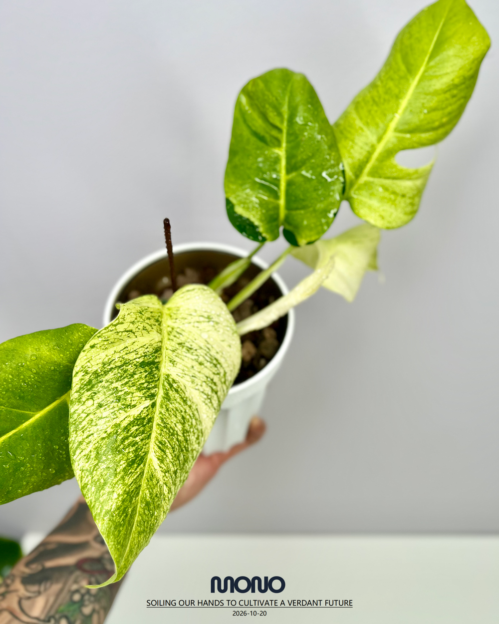 Monstera Deliciosa 'White Lave'【白熔岩】[MDWHLA]