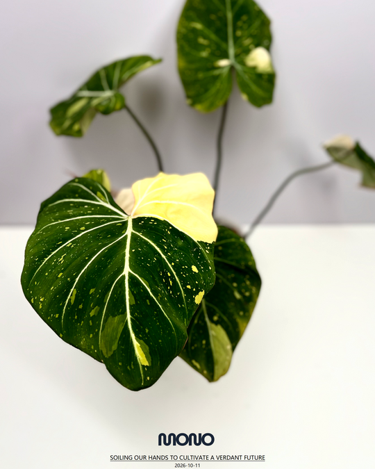Philodendron Gloriosum Variegated【三色明脉锦】 [PHGLOV]
