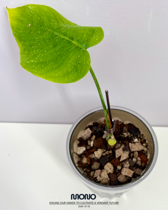 Monstera Deliciosa 'Dragon'【龙锦】[MDDRAG]