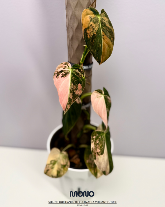 Philodendron Melanochrysum 'Pink'【粉锦黑金蔓绿绒】[PHMEPV]