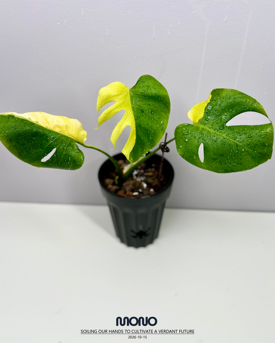 Monstera Deliciosa 'Lemon Lime'【芝士】[MDLELI]