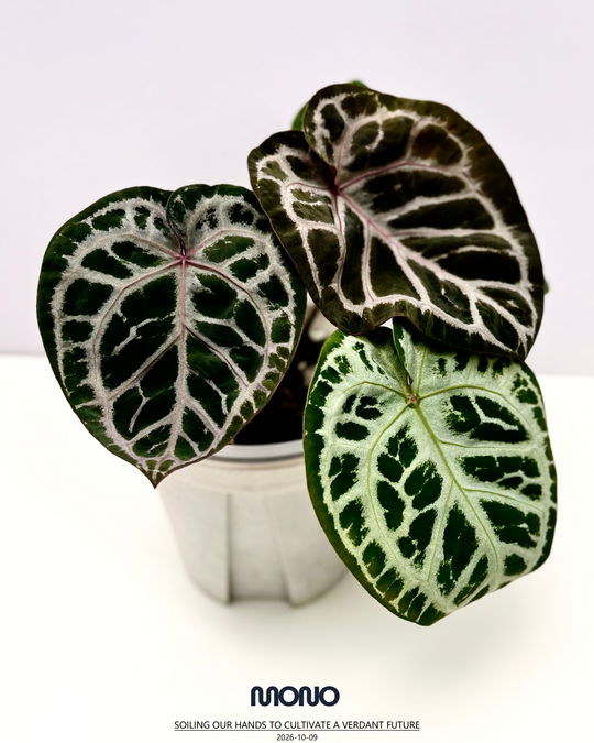 [Mono]【莫若·S级伊利斯之梦】Anthurium 'Iris's Dream' Grade S