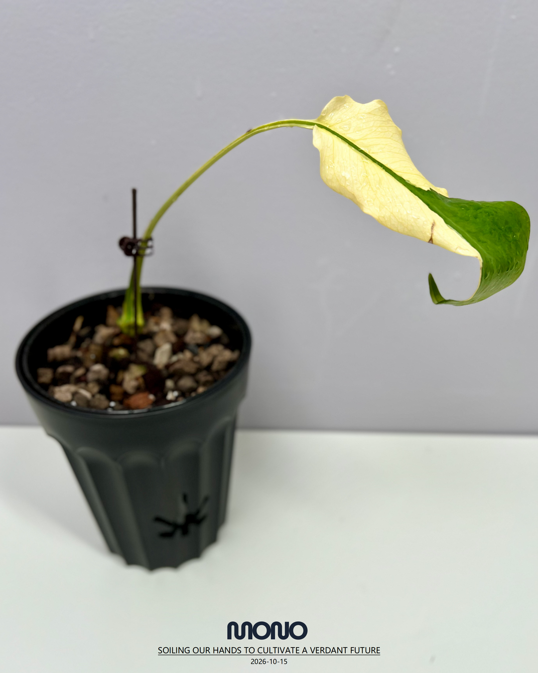 Monstera Deliciosa 'Lemon Lime'【芝士】[MDLELI]