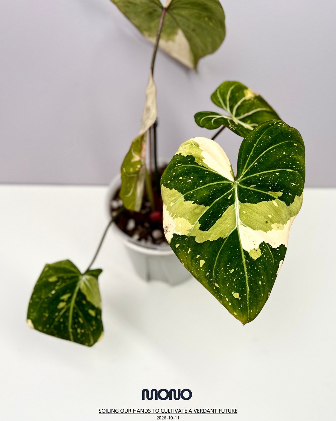 Philodendron Gloriosum Variegated【三色明脉锦】 [PHGLOV]