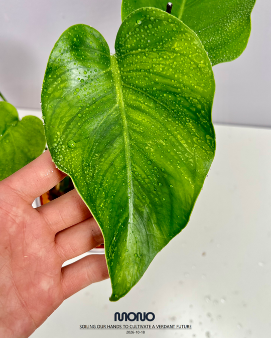Monstera Deliciosa 'Dragon'【龙锦】[MDDRAG]