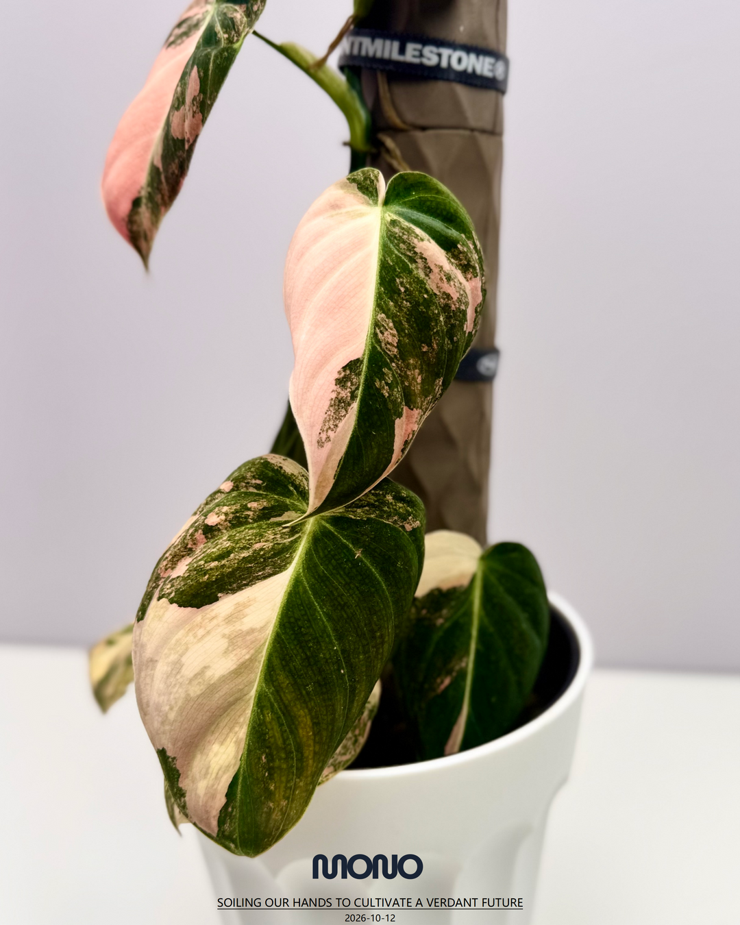 Philodendron Melanochrysum 'Pink'【粉锦黑金蔓绿绒】[PHMEPV]