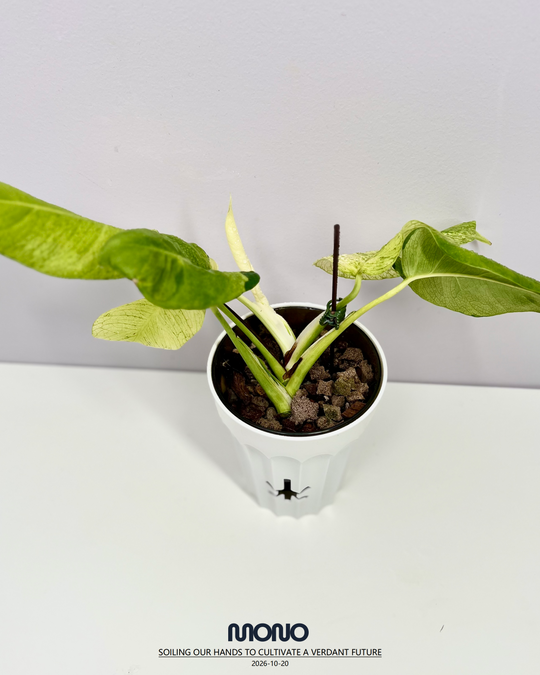 Monstera Deliciosa 'White Lave'【白熔岩】[MDWHLA]