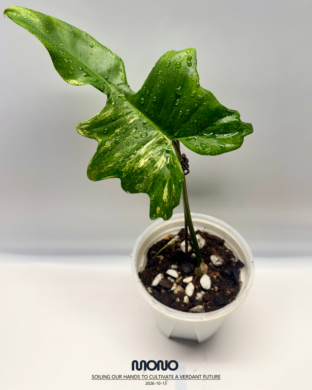 Philodendron 'Florida Beauty x Mayoi'【美人羽裂蔓绿绒】[PHFBMA]
