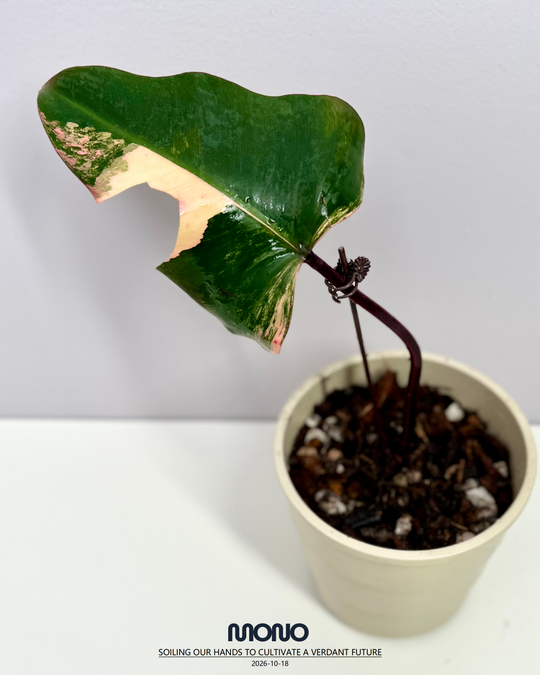 Philodendron 'Strawberry Shake'【草莓奶昔】[PHSTSH]