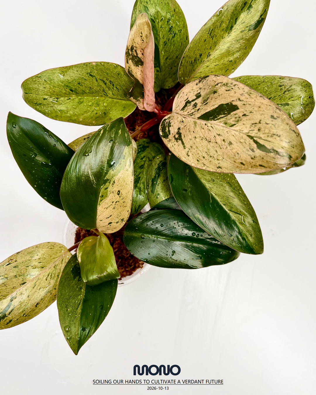 Philodendron 'Frozen Freckle Congo'【雀斑刚果】[PHFFCO]