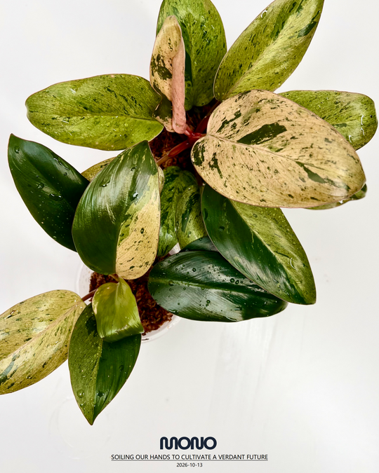 Philodendron 'Frozen Freckle Congo'【雀斑刚果】[PHFFCO]