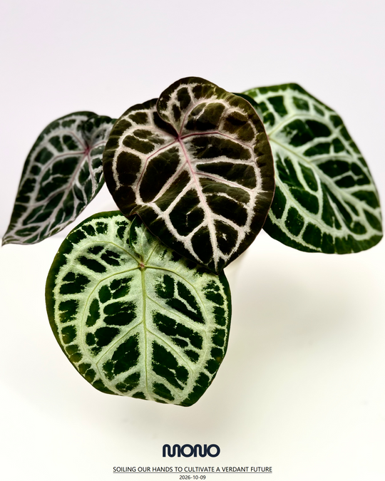 [Mono]【莫若·S级伊利斯之梦】Anthurium 'Iris's Dream' Grade S