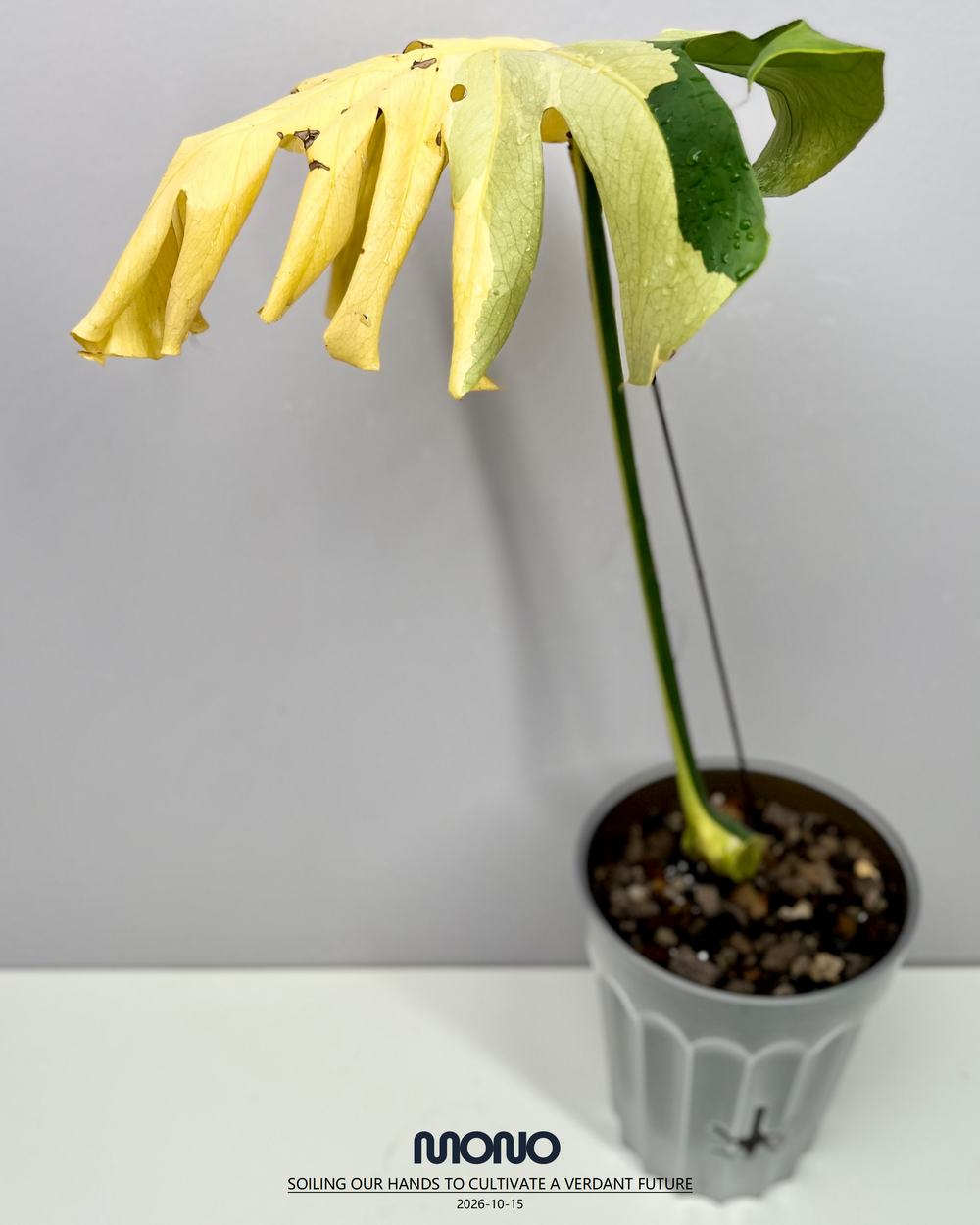 Monstera Deliciosa 'Lemon Lime'【芝士】[MDLELI]