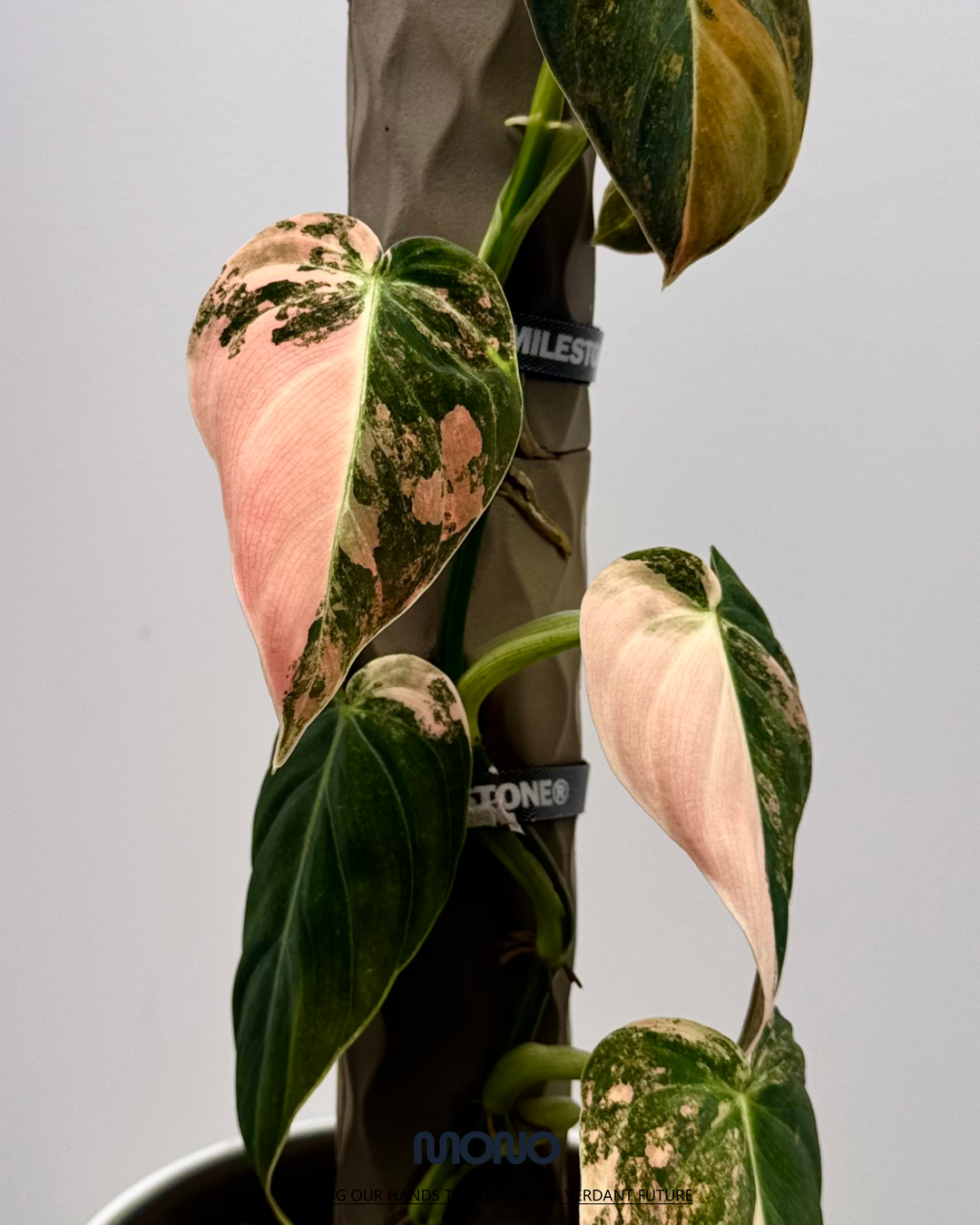 Philodendron Melanochrysum 'Pink'【粉锦黑金蔓绿绒】[PHMEPV]