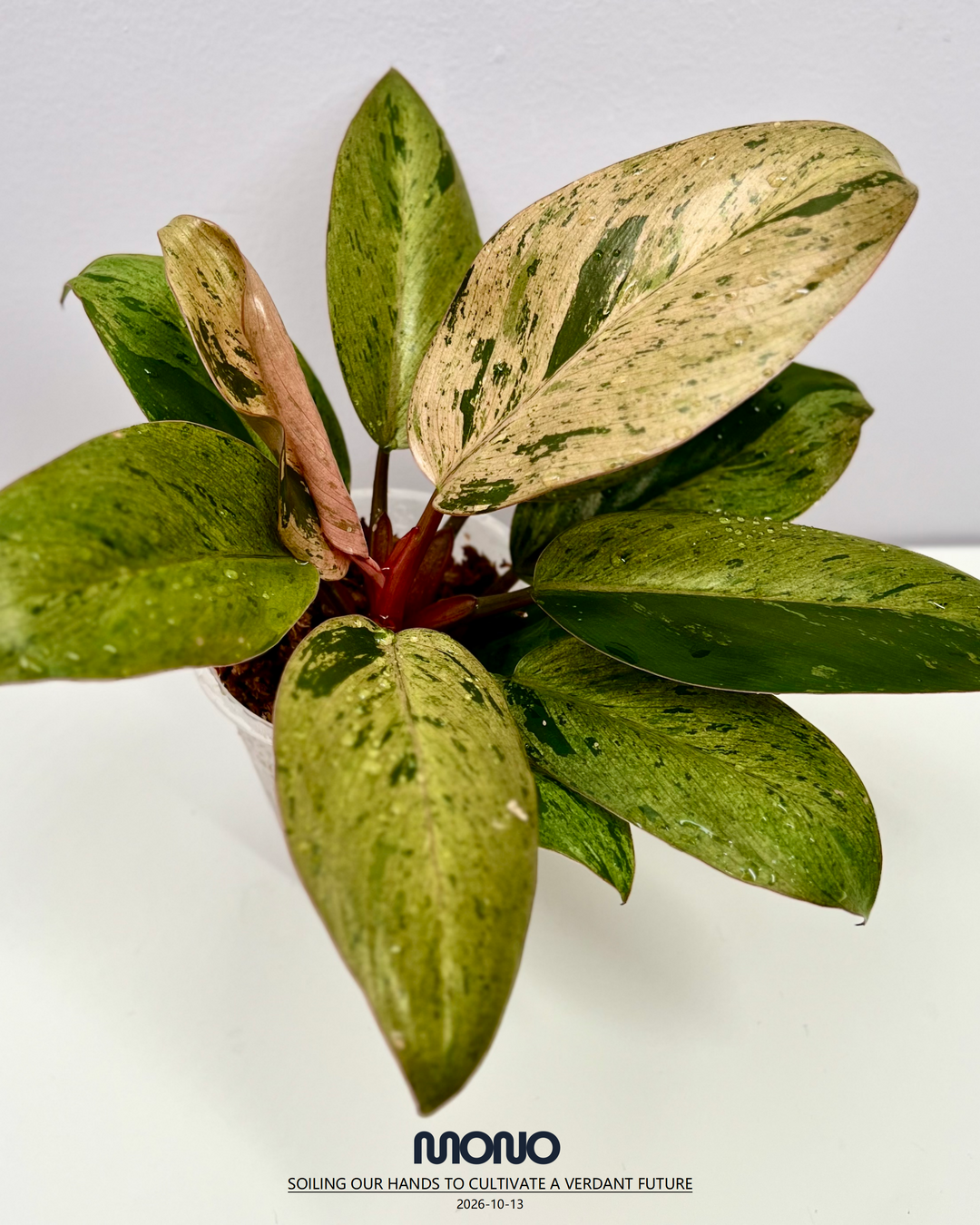 Philodendron 'Frozen Freckle Congo'【雀斑刚果】[PHFFCO]