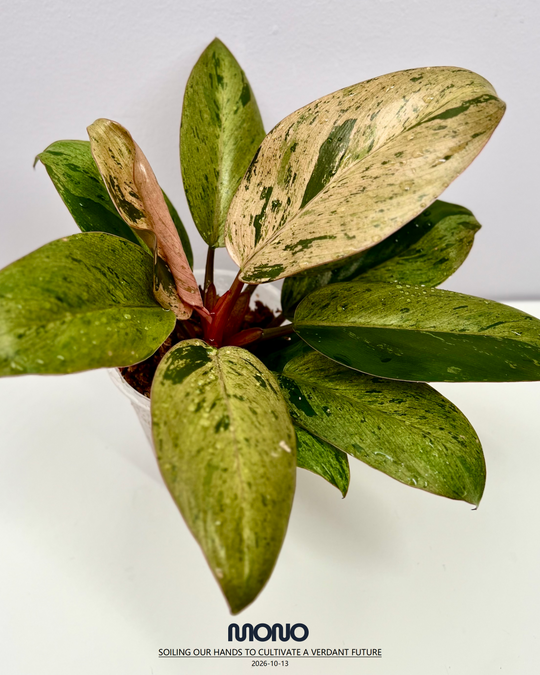 Philodendron 'Frozen Freckle Congo'【雀斑刚果】[PHFFCO]