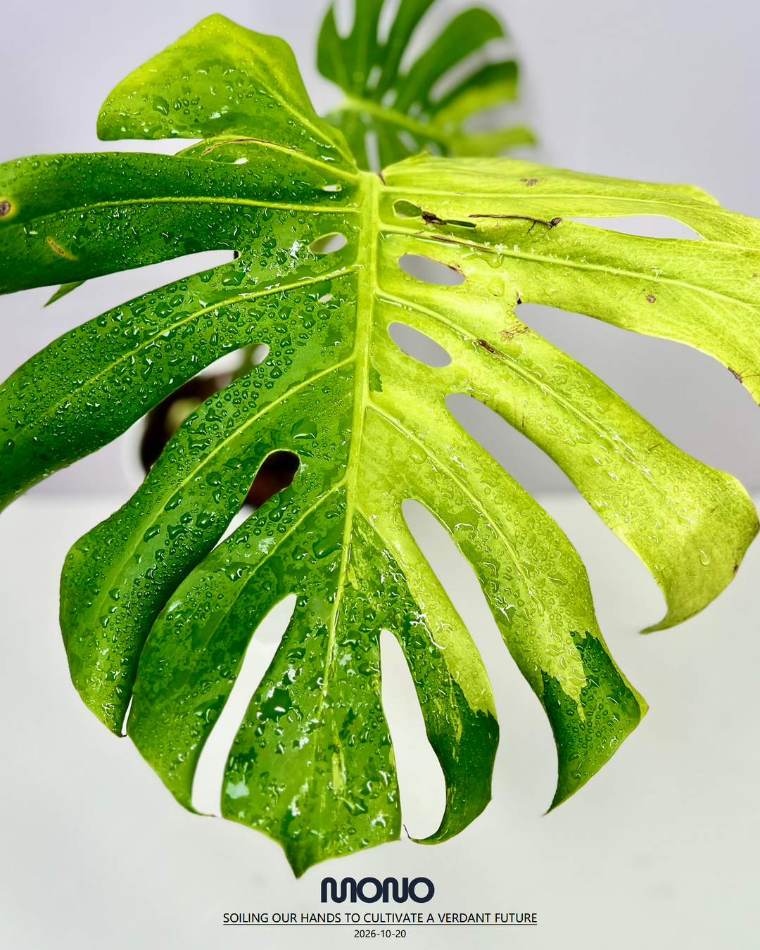 Monstera Deliciosa 'Matcha Mint'【抹茶薄荷】[MDMAMI]