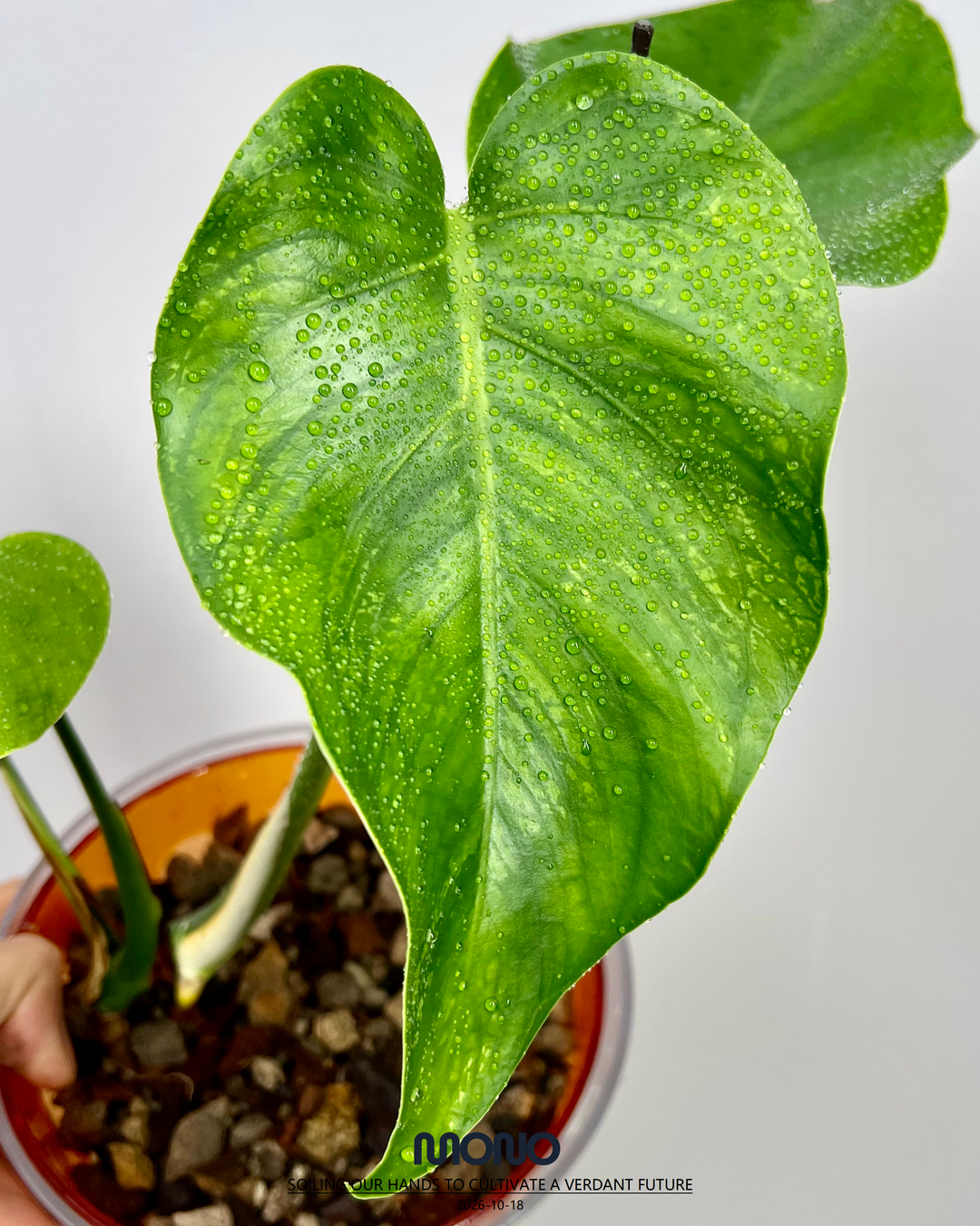 Monstera Deliciosa 'Dragon'【龙锦】[MDDRAG]