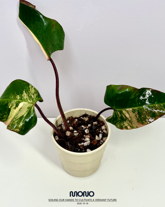 Philodendron 'Strawberry Shake'【草莓奶昔】[PHSTSH]