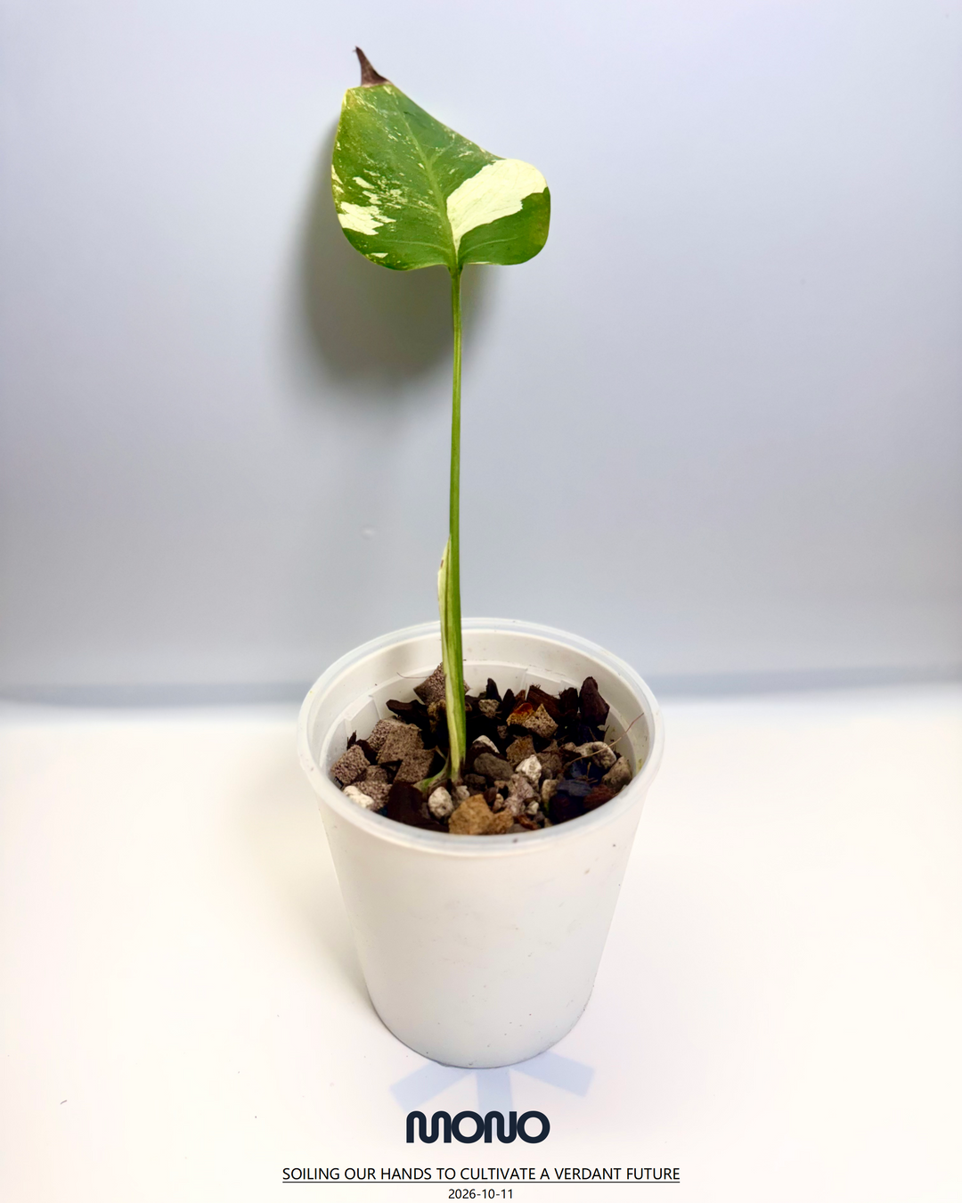 Monstera Deliciosa【Thai Jungle Mint】【泰国薄荷】[MDTHJM]
