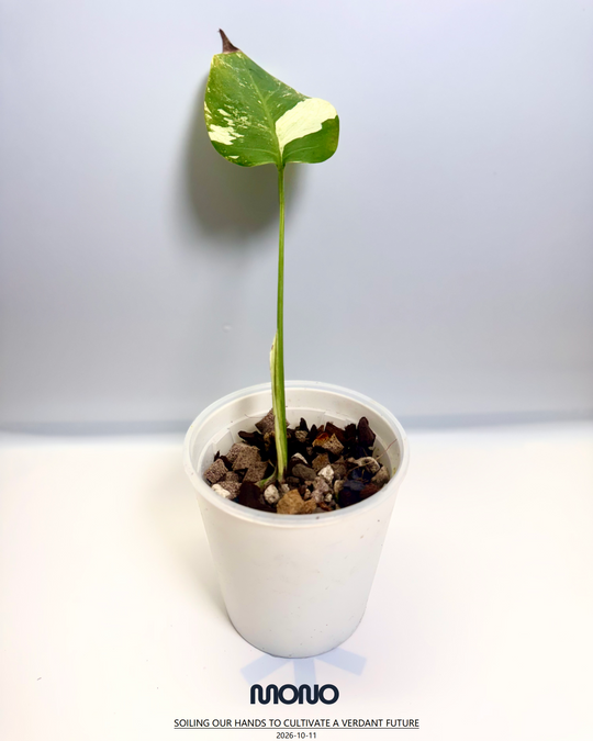 Monstera Deliciosa【Thai Jungle Mint】【泰国薄荷】[MDTHJM]