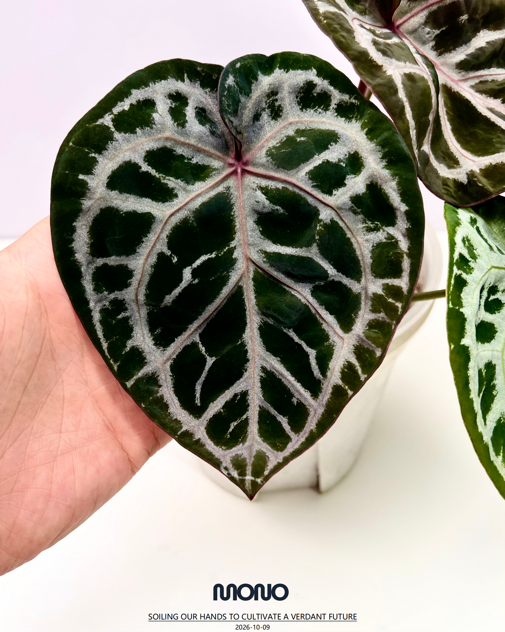 [Mono]【莫若·S级伊利斯之梦】Anthurium 'Iris's Dream' Grade S