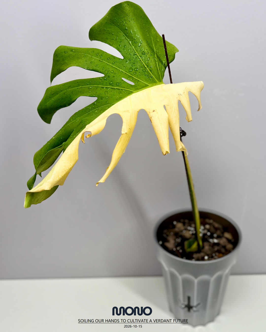 Monstera Deliciosa 'Lemon Lime'【芝士】[MDLELI]