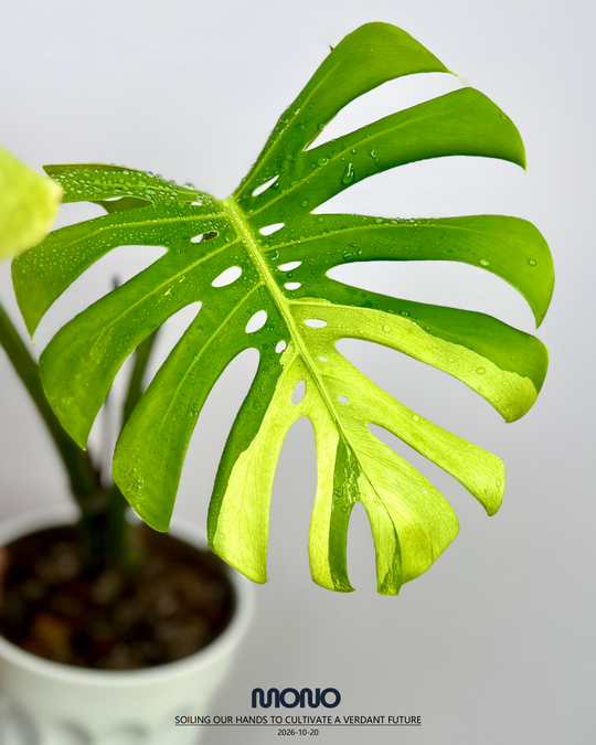 Monstera Deliciosa 'Matcha Mint'【抹茶薄荷】[MDMAMI]