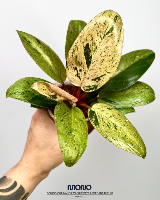 Philodendron 'Frozen Freckle Congo'【雀斑刚果】[PHFFCO]