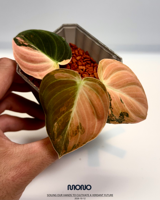 Philodendron Melanochrysum 'Pink'【粉锦黑金蔓绿绒】[PHMEPV]