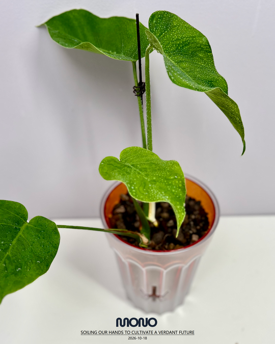 Monstera Deliciosa 'Dragon'【龙锦】[MDDRAG]