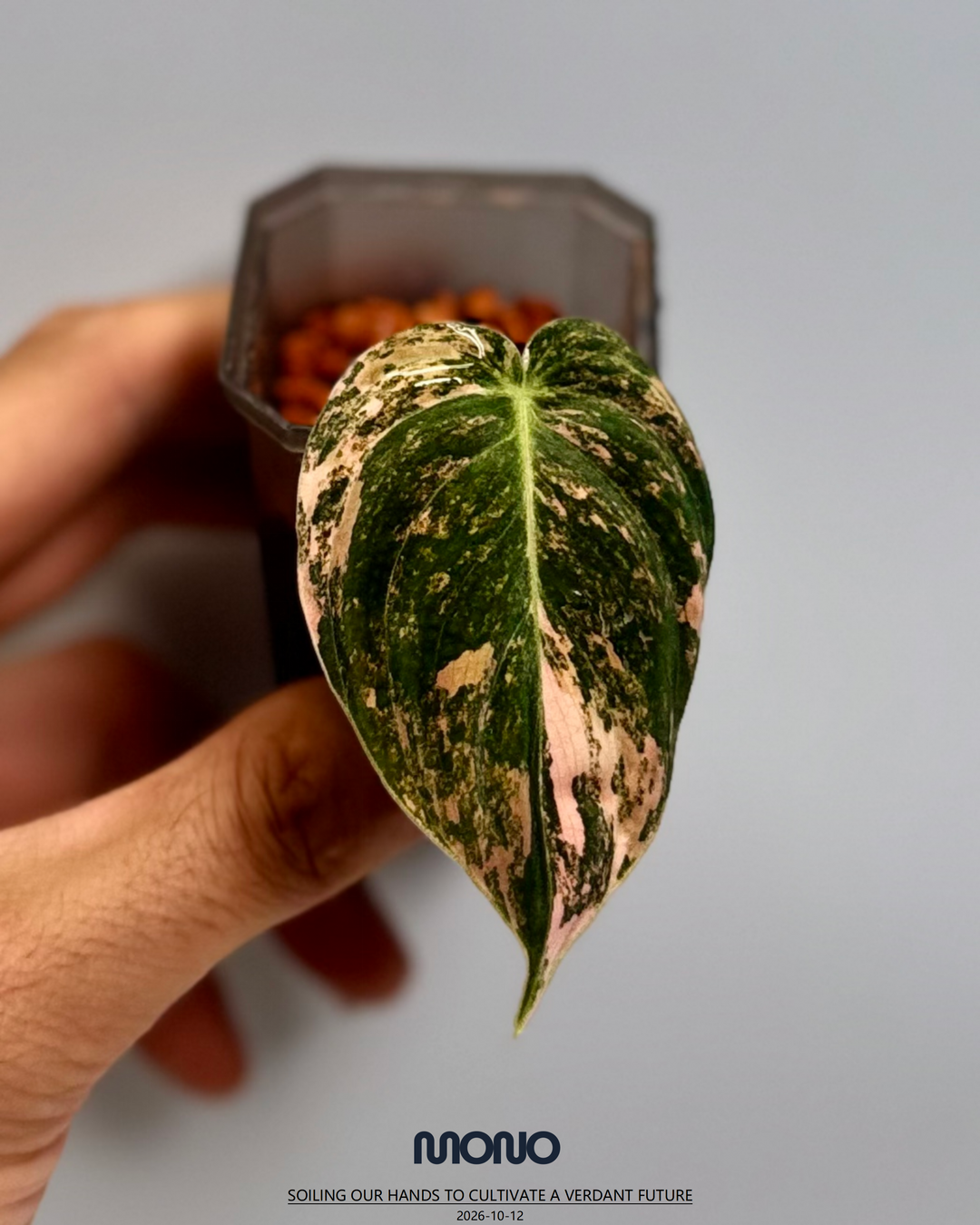 Philodendron Melanochrysum 'Pink'【粉锦黑金蔓绿绒】[PHMEPV]