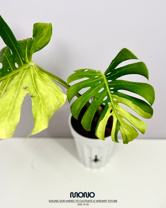 Monstera Deliciosa 'Matcha Mint'【抹茶薄荷】[MDMAMI]