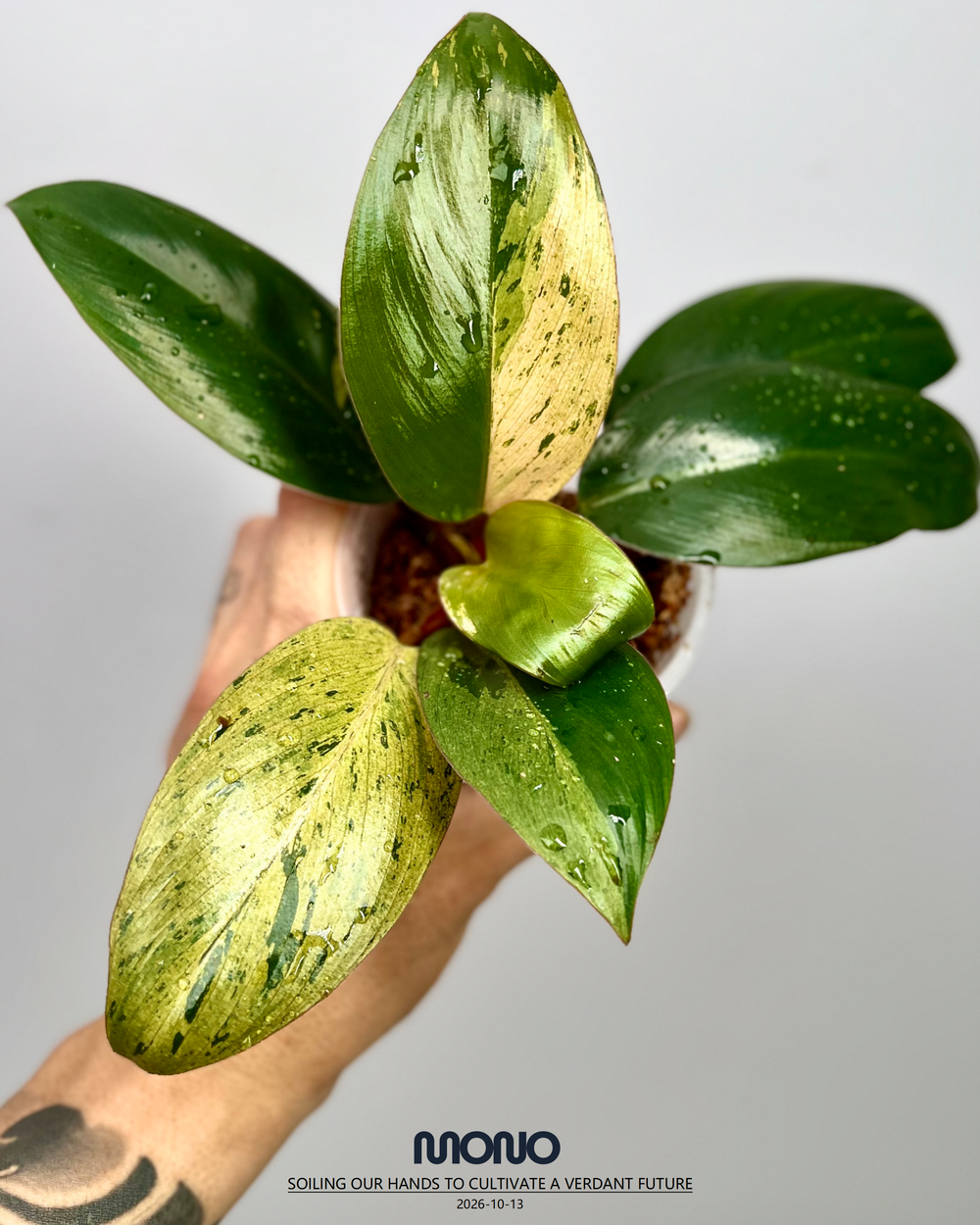 Philodendron 'Frozen Freckle Congo'【雀斑刚果】[PHFFCO]