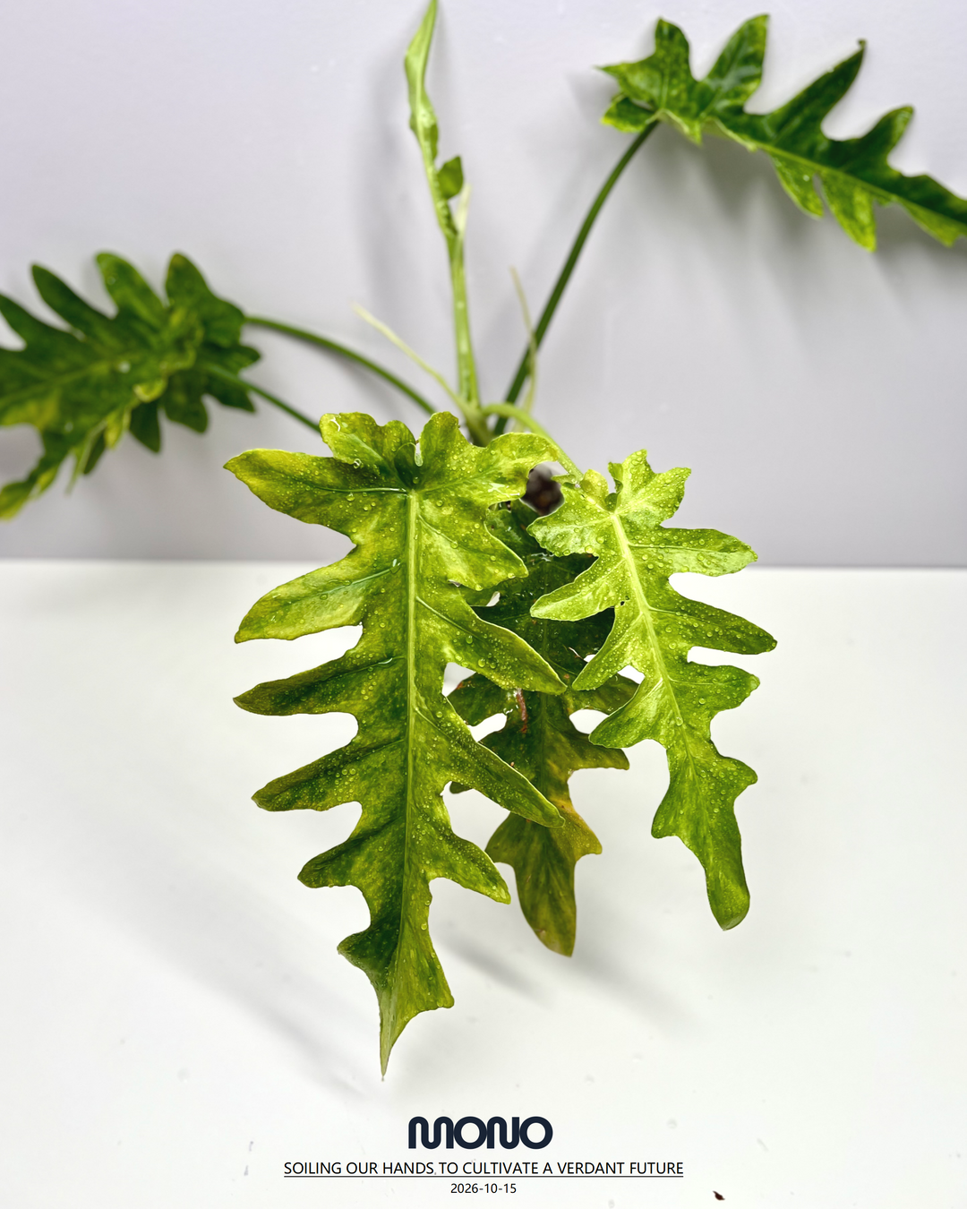 Philodendron 'Bob Cee' Aurea Var.【黄锦鲍勃切依】[PHBOCE]