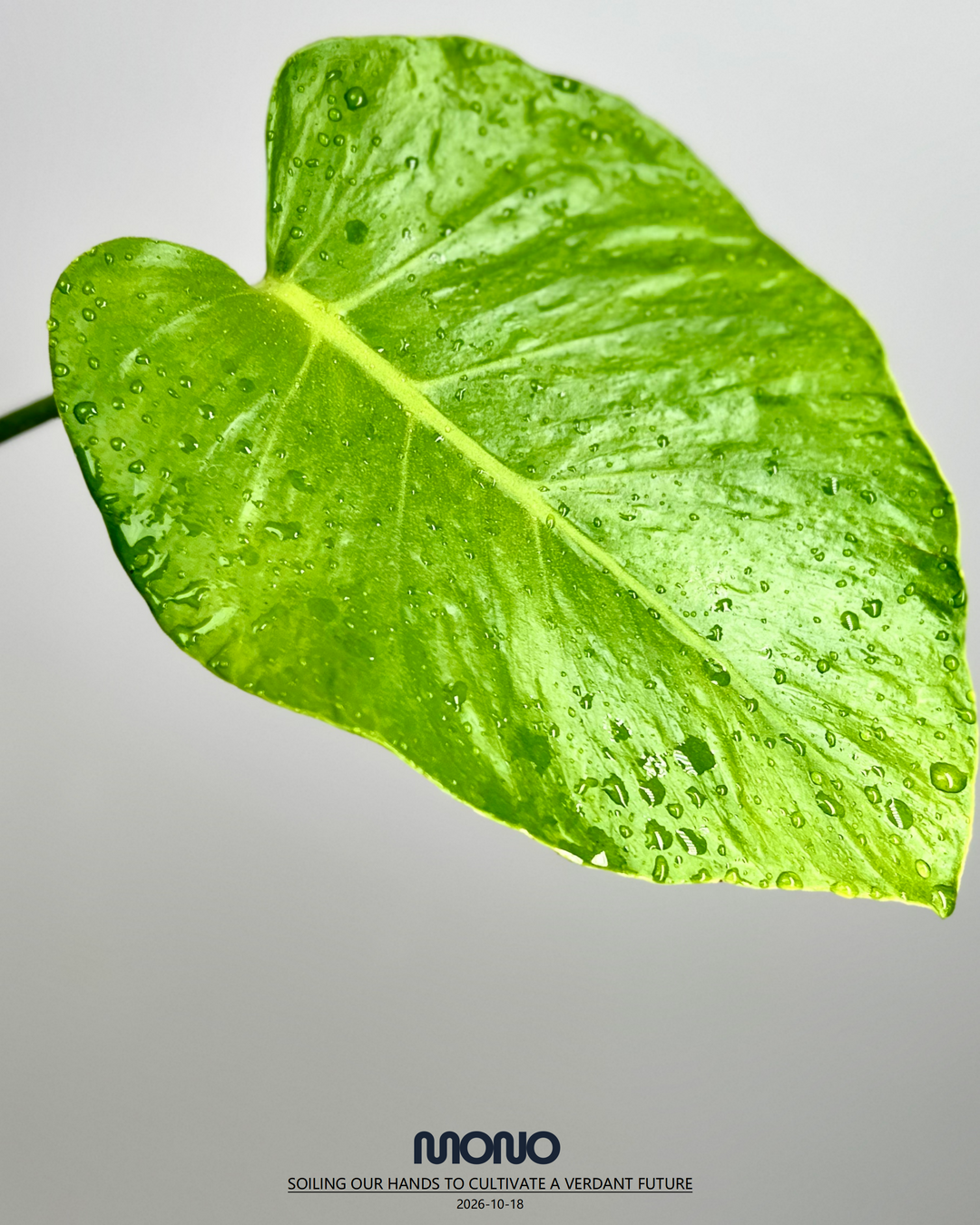 Monstera Deliciosa 'Frog Skin'【蟾皮】[MDFRSK]