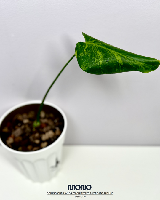 Monstera Deliciosa 'Lime'【莱姆青柠】[MDLIME]