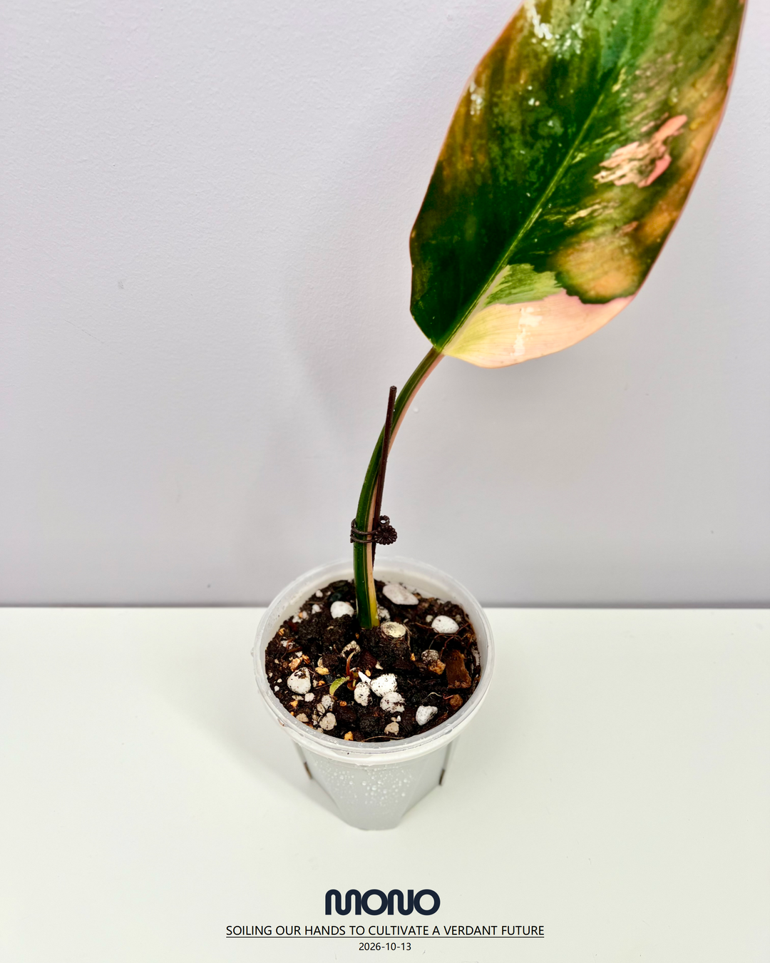 Philodendron 'Rojo Congo'【红刚果】[PHROCV]