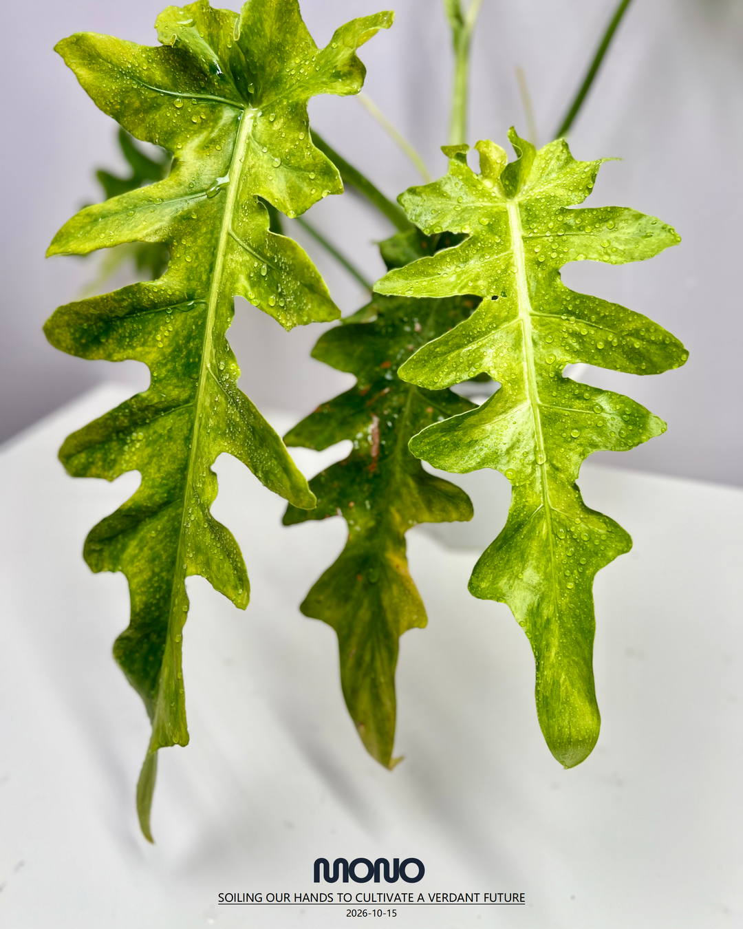 Philodendron 'Bob Cee' Aurea Var.【黄锦鲍勃切依】[PHBOCE]