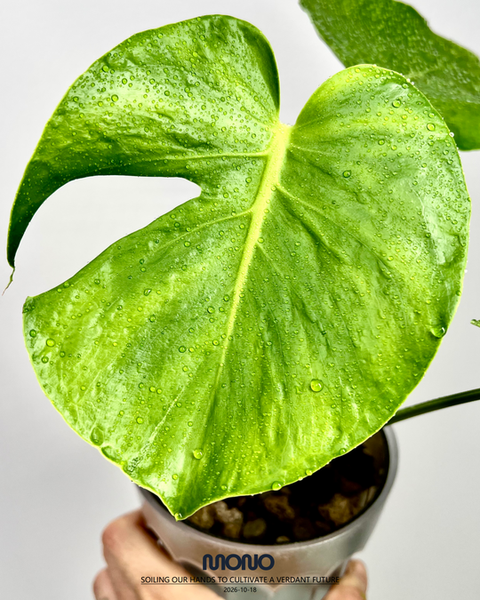 Monstera Deliciosa 'Frog Skin'【蟾皮】[MDFRSK]