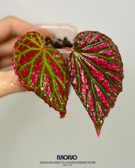 Begonia Negrosensis【内格罗斯】[BGNEGR]