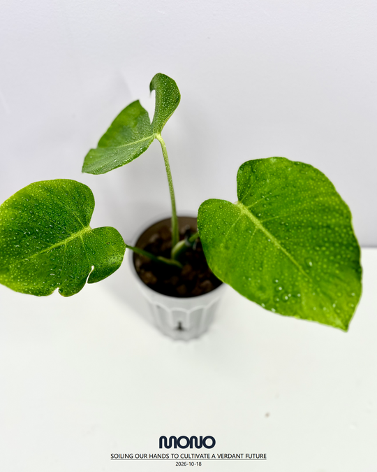 Monstera Deliciosa 'Frog Skin'【蟾皮】[MDFRSK]