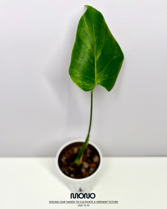 Monstera Deliciosa 'Lime'【莱姆青柠】[MDLIME]